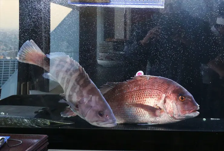 新鮮！活魚水槽・いけす水槽の設置事例をご紹介します｜アクアリウム 