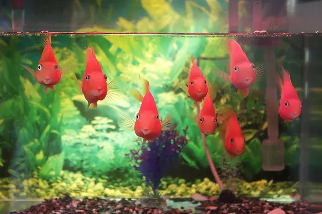 熱帯魚の繁殖？水草育成？楽しみ方別に人気のある熱帯魚を紹介