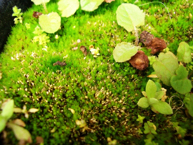 きれいな苔を育てよう 簡単に育つ 栽培するのにお勧めな苔10選