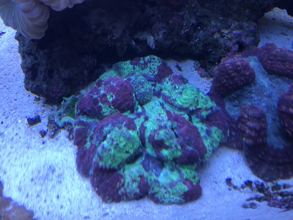 海水魚水槽の中に水流ポンプを入れて最適な水流を作ろう トロピカ