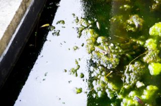 水槽の嫌われもの！厄介な藍藻（らんそう）の発生原因と対策をご紹介！