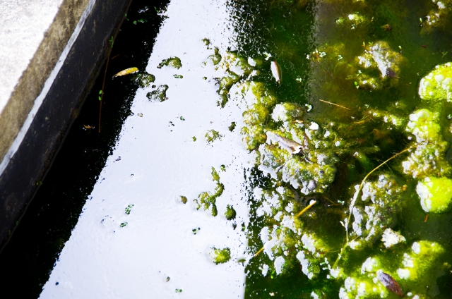 水槽の嫌われもの 厄介な藍藻 らんそう の発生原因と対策をご紹介 トロピカ