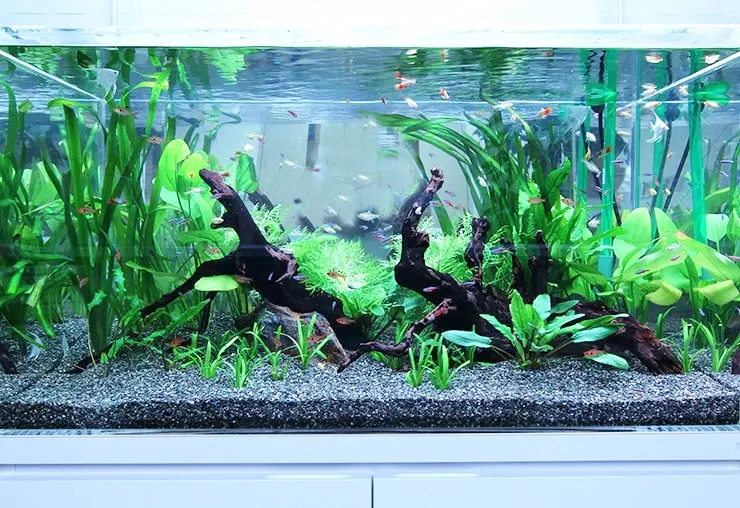 美しい水草水槽【プロのレイアウト事例をご紹介します】｜アクアリウム