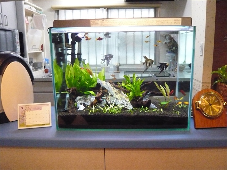 熱帯魚　小型水槽‼️使用期間短い‼️セット販売‼️