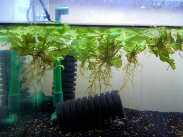熱帯魚水槽に浮き草を入れよう！おすすめで人気の浮草8選 | トロピカ