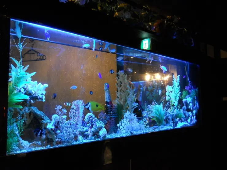 飲食店やレストランに熱帯魚水槽や海水魚水槽を設置するメリットと