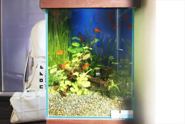 初心者におすすめ】美しくてカラフルな熱帯魚 10選｜アクアリウム情報
