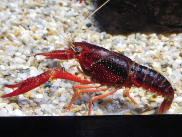 ザリガニと一緒に飼える魚や生き物は何がいる トロピカ