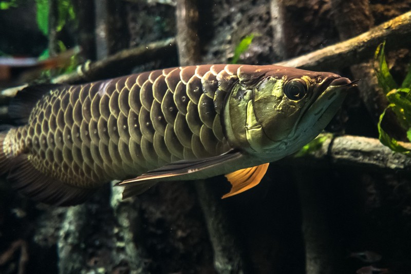 アロワナと一緒に飼える魚や生き物は何がいる トロピカ