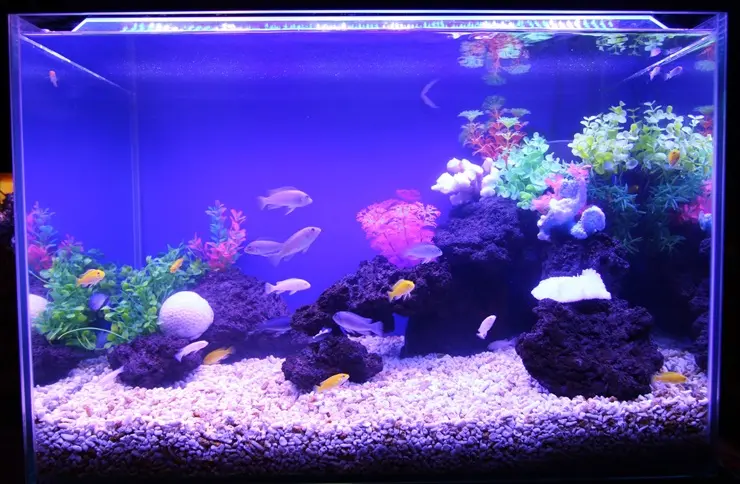 石灰岩　サンゴ　ライブロック　アフリカンシクリッド  海水魚　熱帯魚　水槽 見た目は海水魚!?】アフリカンシクリッドのレイアウト水槽について