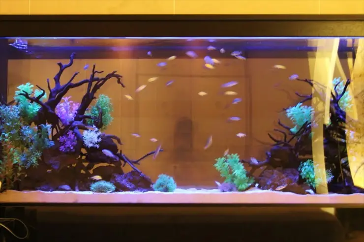 見た目は海水魚!?】アフリカンシクリッドのレイアウト水槽について