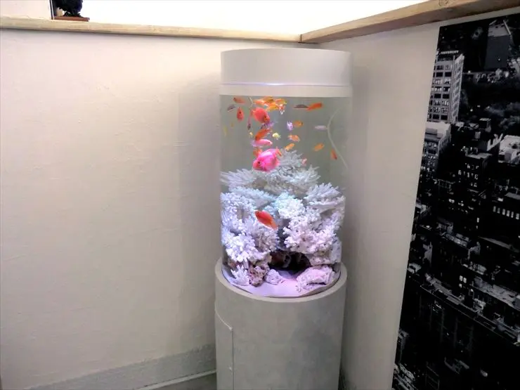 見た目は海水魚!?】アフリカンシクリッドのレイアウト水槽について 見た目は海水魚!?】アフリカンシクリッドのレイアウト水槽について