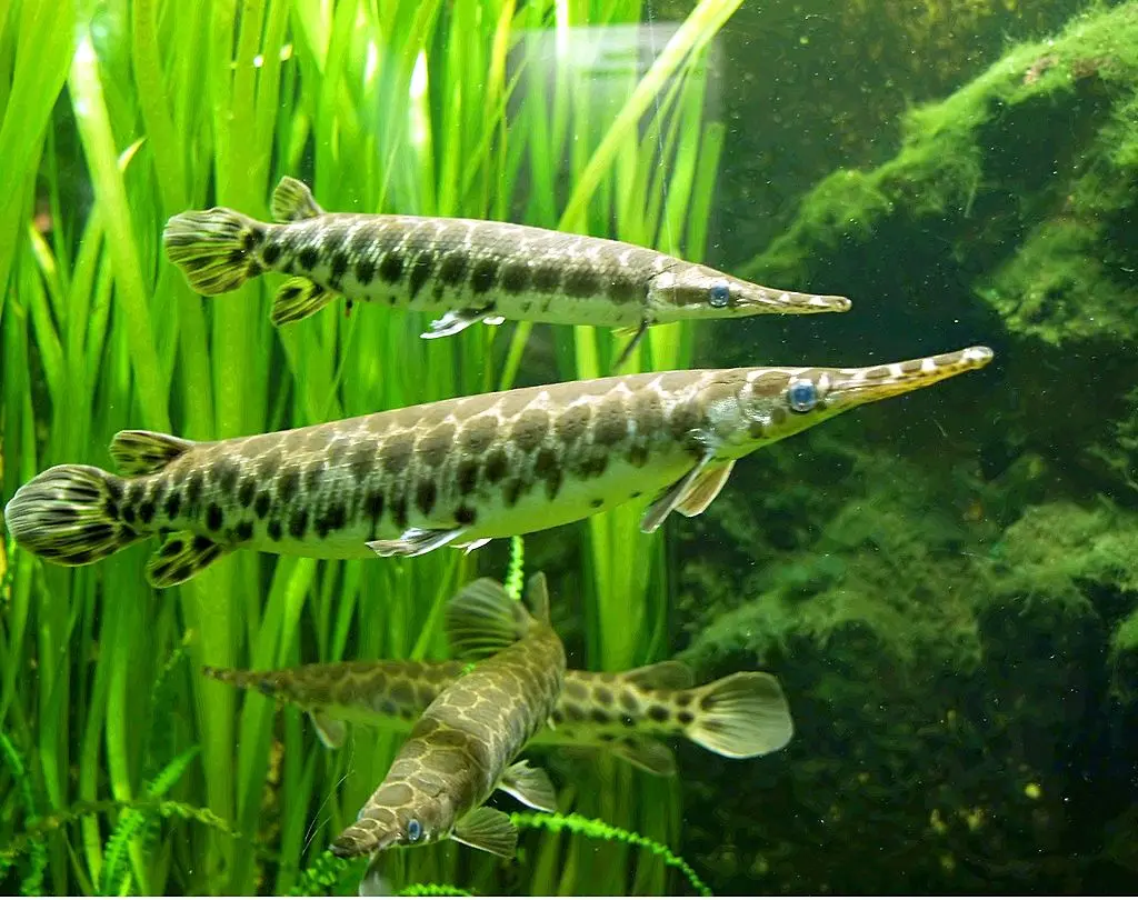大型熱帯魚を飼育したい！ 飼う前の注意点や心構え、ポイントを解説 