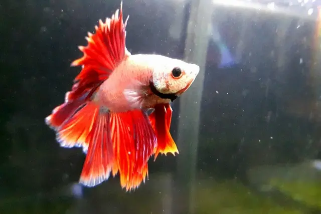 熱帯魚のペアを見分けよう! プロが選ぶペアで飼育を楽しめる熱帯魚5選 