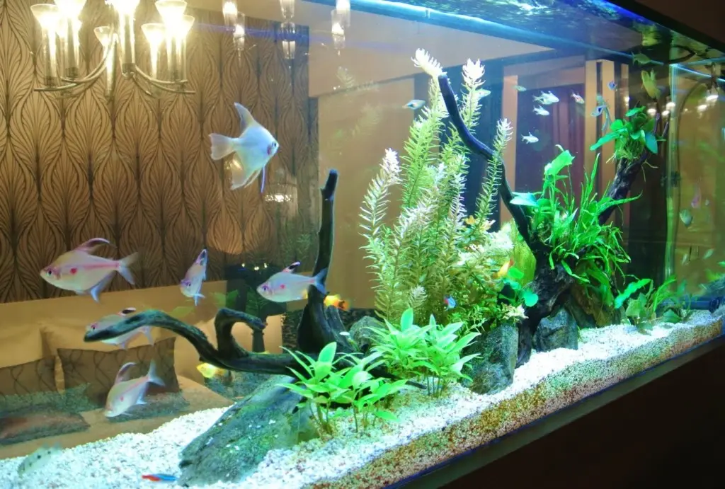 迫力満点のアクアリウム】プロの大型水槽事例をご紹介します
