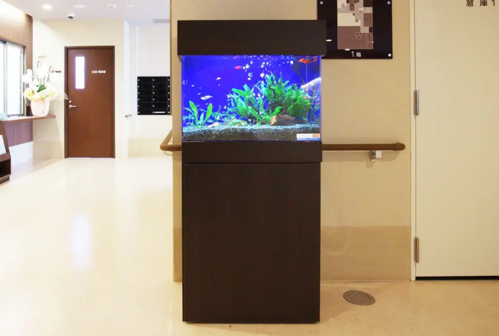 初心者におすすめサイズ】60cm水槽のレイアウト事例をご紹介