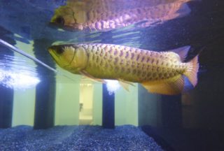 【大迫力の古代魚】魅力的なアロワナ水槽の事例を5つご紹介します
