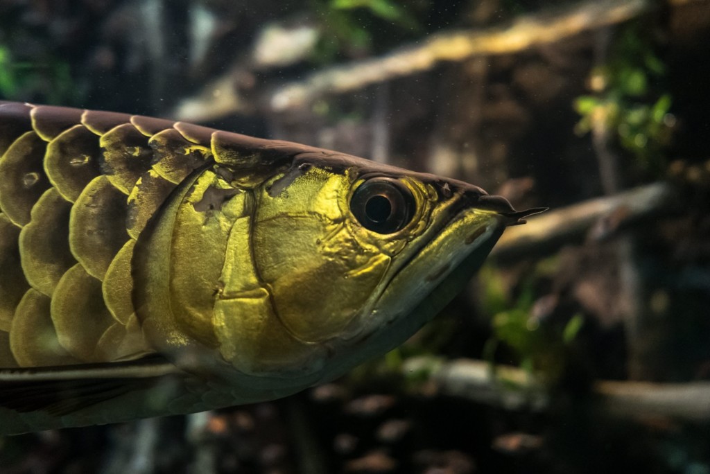 大迫力の古代魚】魅力的なアロワナ水槽の事例を5つご紹介します | トロピカ