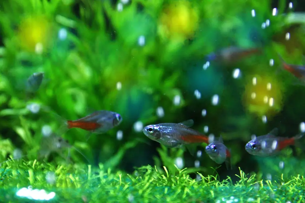 使用年数1年以下熱帯魚水槽ごと+EHEIM2つ 初心者でも簡単にできる熱帯魚 カージナルテトラの飼育方法 | 浅草