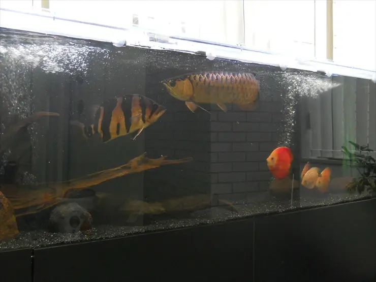人工飼料餌付け済みブラックアロワナ 2匹セット  熱帯魚 古代魚 ブラックアロワナの飼育方法｜成長速度や混泳、水槽サイズは？ - WORIVER