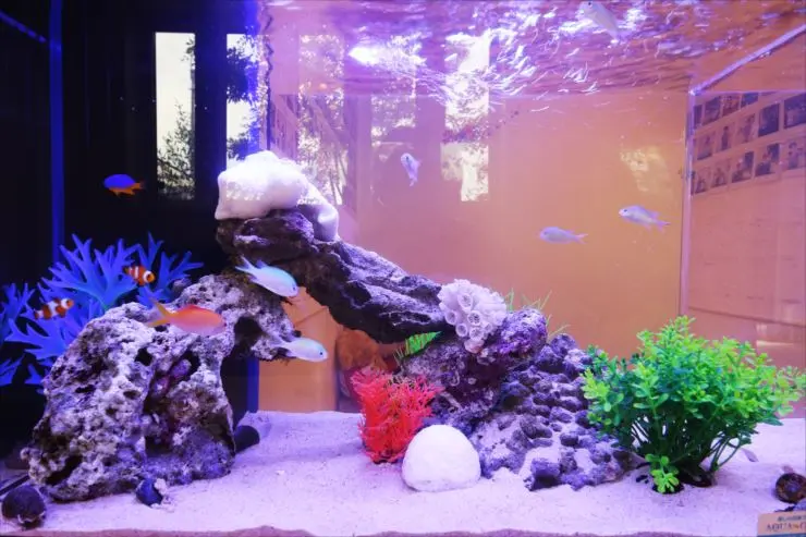 水槽用レイアウト品  60cm以上の水槽用 楽天市場】（水草）おまかせ水上葉 レイアウトセット 60cm水槽用