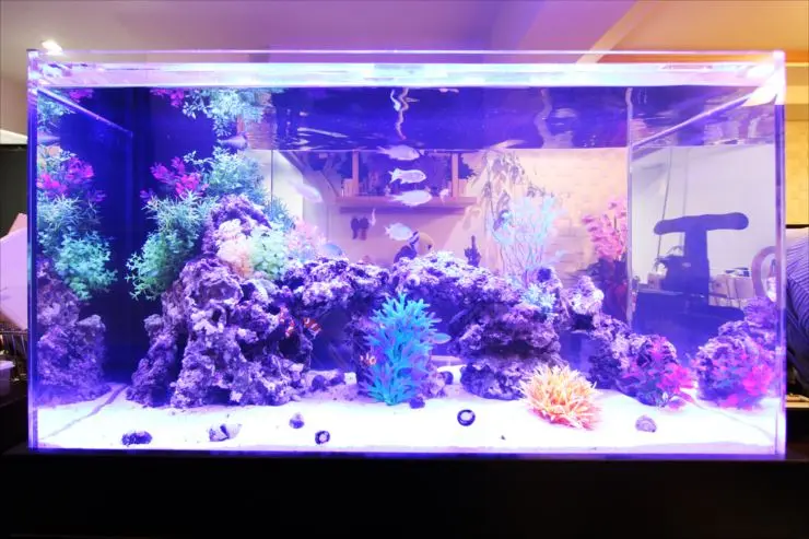 初心者～中級者向け】90cm水槽のレイアウト事例をご紹介します 