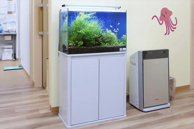 水槽用レイアウト品  60cm以上の水槽用 楽天市場】（水草）おまかせ水上葉 レイアウトセット 60cm水槽用