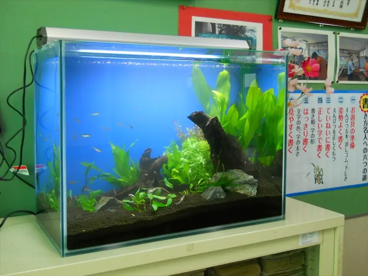 初心者におすすめサイズ】60cm水槽のレイアウト事例をご紹介