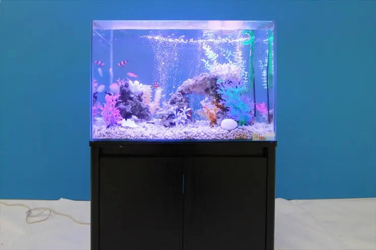 初心者におすすめサイズ】60cm水槽のレイアウト事例をご紹介