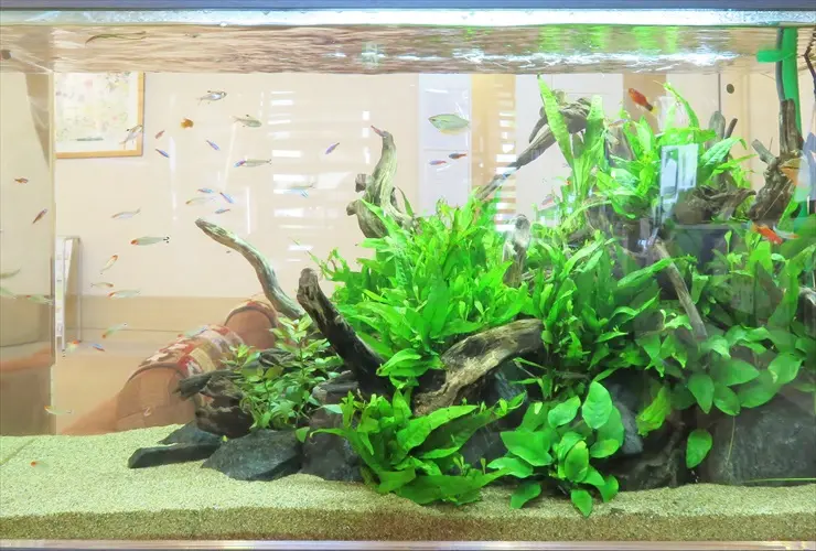 初心者~中級者向け】90cm水槽のレイアウト事例をご紹介します 初心者~中級者向け】90cm水槽のレイアウト事例をご紹介します