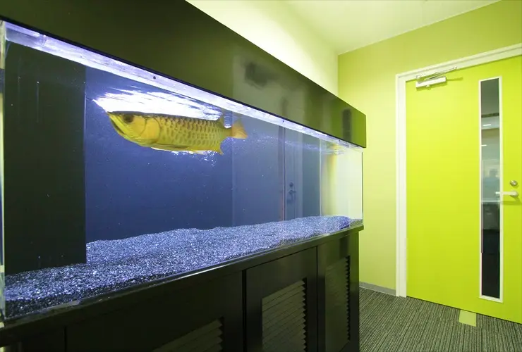 大型水槽　アロワナ　大型魚 企業様に大型アロワナ水槽一式を販売・設置！アジアアロワナが泳ぐ水槽