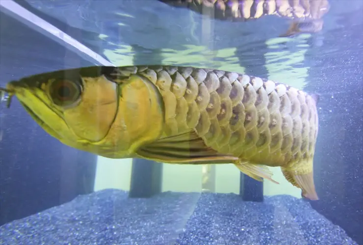 大迫力の古代魚】魅力的なアロワナ水槽の事例を5つご紹介します 大迫力の古代魚】魅力的なアロワナ水槽の事例を5つご紹介します