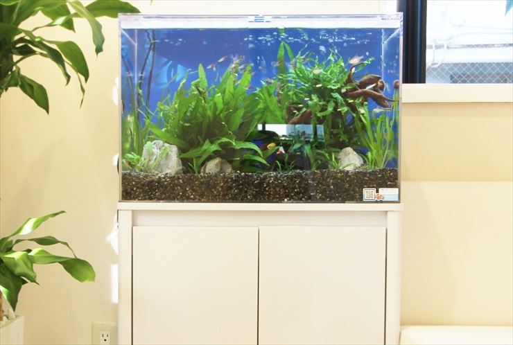 熱帯魚がきれいに見える！おすすめの水槽用LED照明ベスト３ | トロピカ