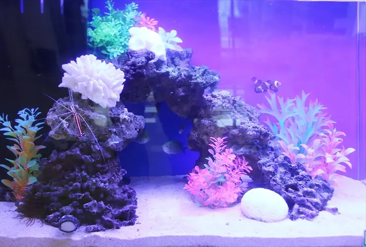 初心者におすすめサイズ】60cm水槽のレイアウト事例をご紹介