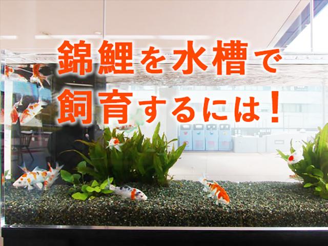 水槽で錦鯉を飼う 飼育方法や水槽飼育のポイント 注意点とは トロピカ