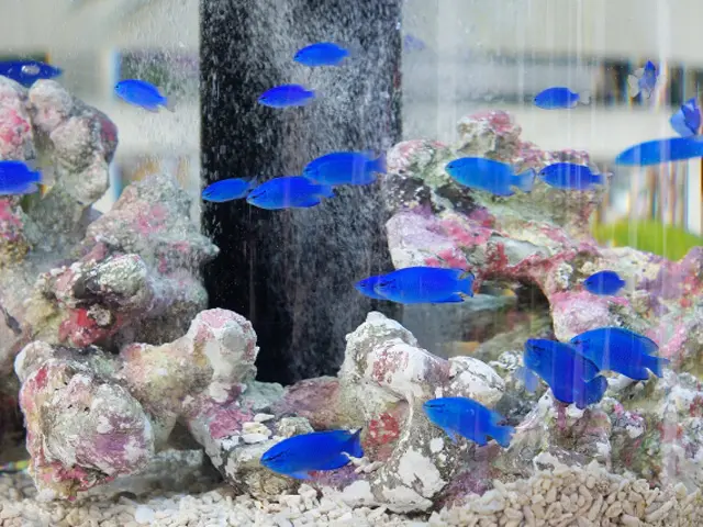 効果と値段で選ぶ】熱帯魚におススメのろ過材ベスト5をご紹介 