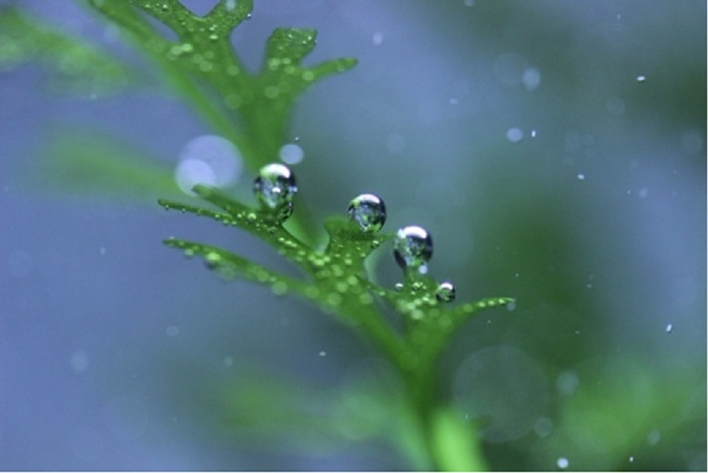 水草は空気を出すって本当 美しい気泡を出す条件と照明の関係 トロピカ
