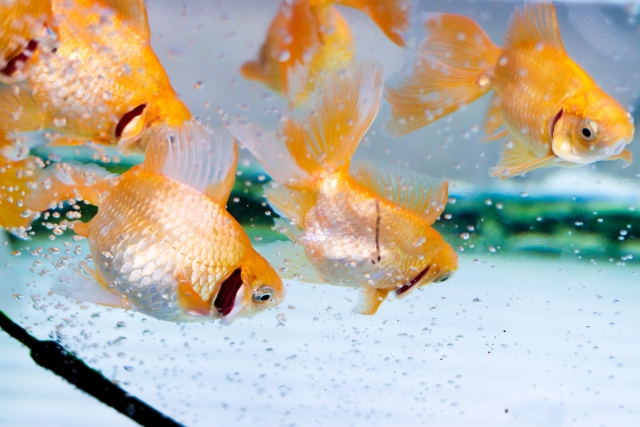 金魚が浮く 沈む 転覆病と便秘 消化不良の関係と対処法とは トロピカ
