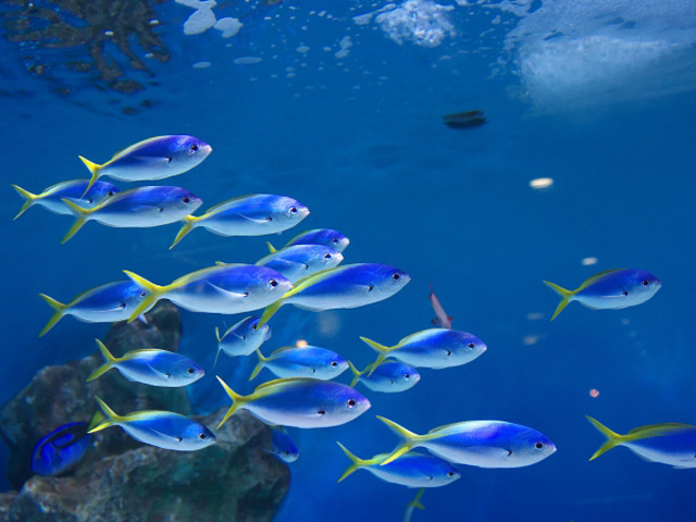プロがおすすめ 群泳する姿がきれいな熱帯魚5種類をご紹介します トロピカ