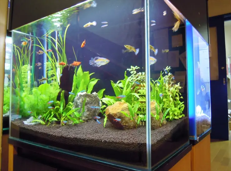 初めて熱帯魚を飼育するならこの種類がおすすめ！ベスト10