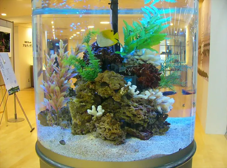簡単に始めるアクアリウム!初心者向けに熱帯魚の種類やレイアウト 簡単に始めるアクアリウム!初心者向けに熱帯魚の種類やレイアウト