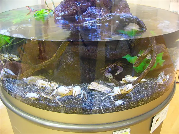 簡単に始めるアクアリウム！初心者向けに熱帯魚の種類やレイアウト 