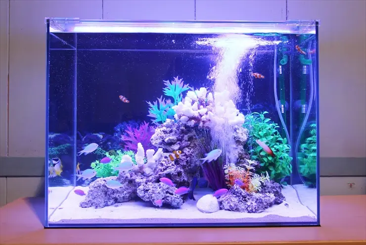かわいい熱帯魚】ニモ（カクレクマノミ）の水槽レイアウト事例
