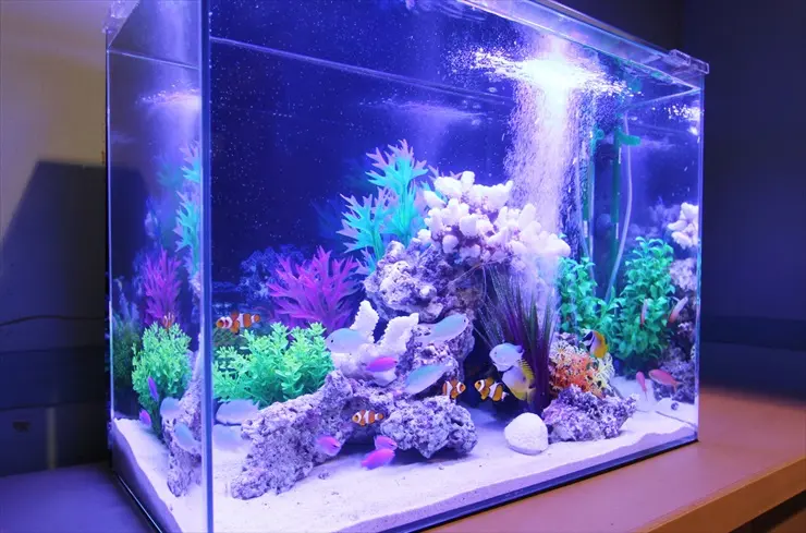 かわいい熱帯魚】ニモ（カクレクマノミ）の水槽レイアウト事例