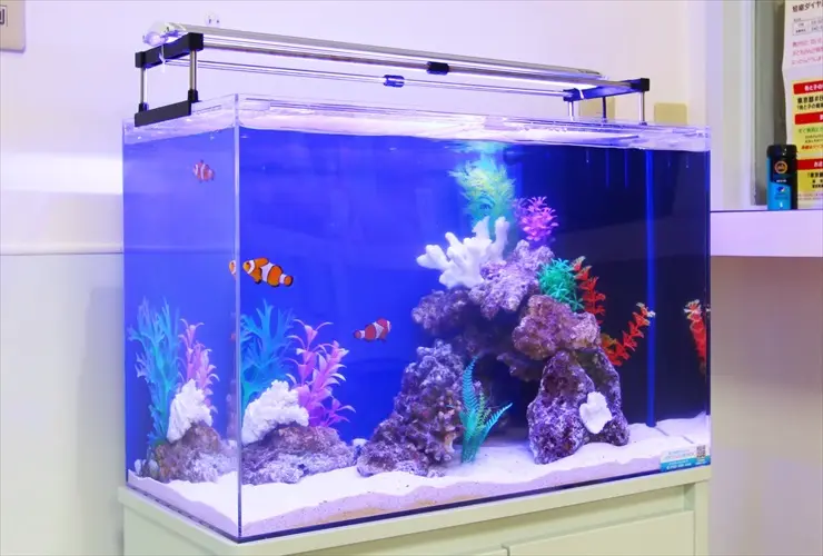 かわいい熱帯魚】ニモ（カクレクマノミ）の水槽レイアウト事例