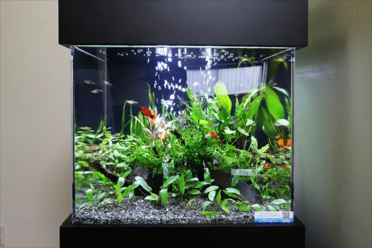 アクリル水槽 1800×250×h600 大型水槽特殊サイズスリム水槽 アクアリウム熱帯魚 1/4更新・アクリル水槽の価格を徹底調査！規格サイズを通販で購入する