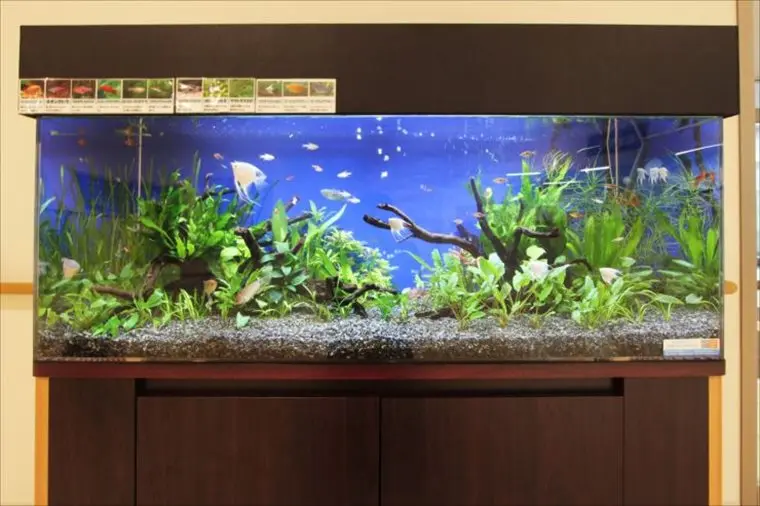 大型アクアリウム10選】120cm水槽のレイアウト事例をご紹介 