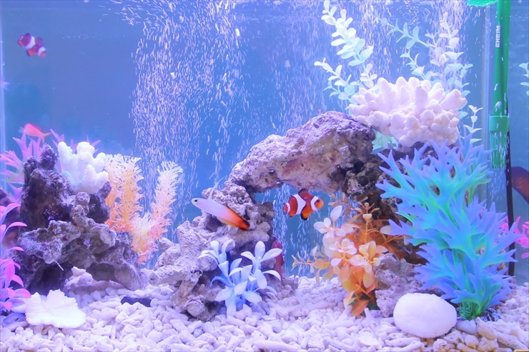 かわいい熱帯魚 ニモ カクレクマノミ の水槽レイアウト事例
