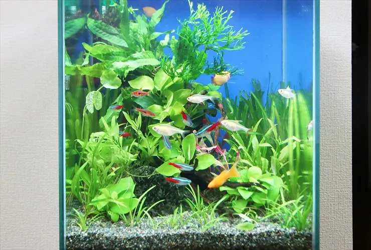 熱帯魚 飼育備品 色々 あります 2025年最新】初心者でも失敗しない熱帯魚の飼育マニュアル完全版