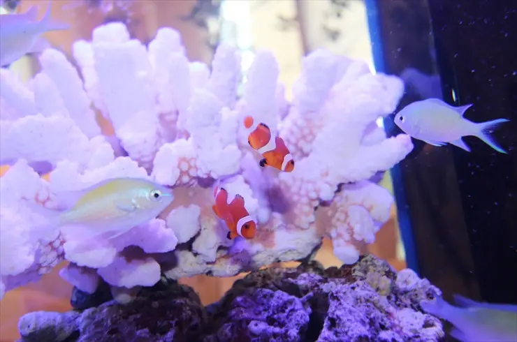 かわいい熱帯魚】ニモ（カクレクマノミ）の水槽レイアウト事例 